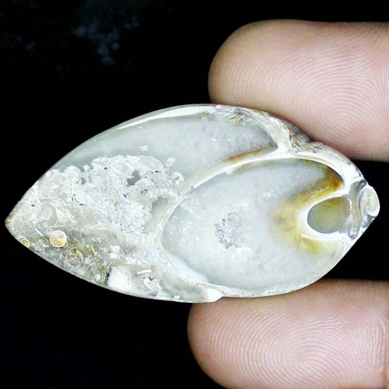 111.10 CTS. Natural unique Fossil Snail Druzy Cabochon Gemstone 27X51X11mm BC-28