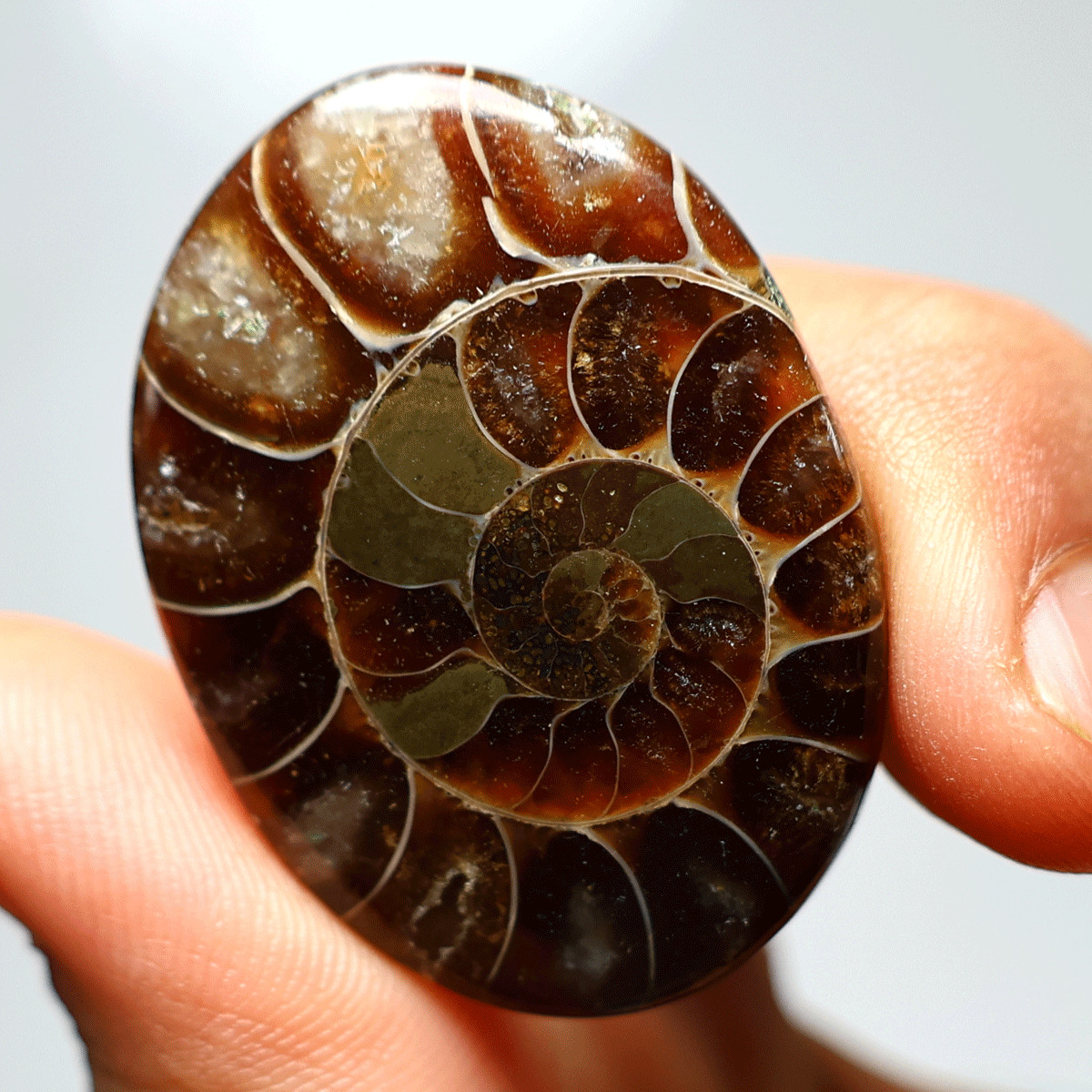 87 Cts Natural Ammonite Fossil High Grade 40mmx30mm Oval Cabochon Loose Gemstone