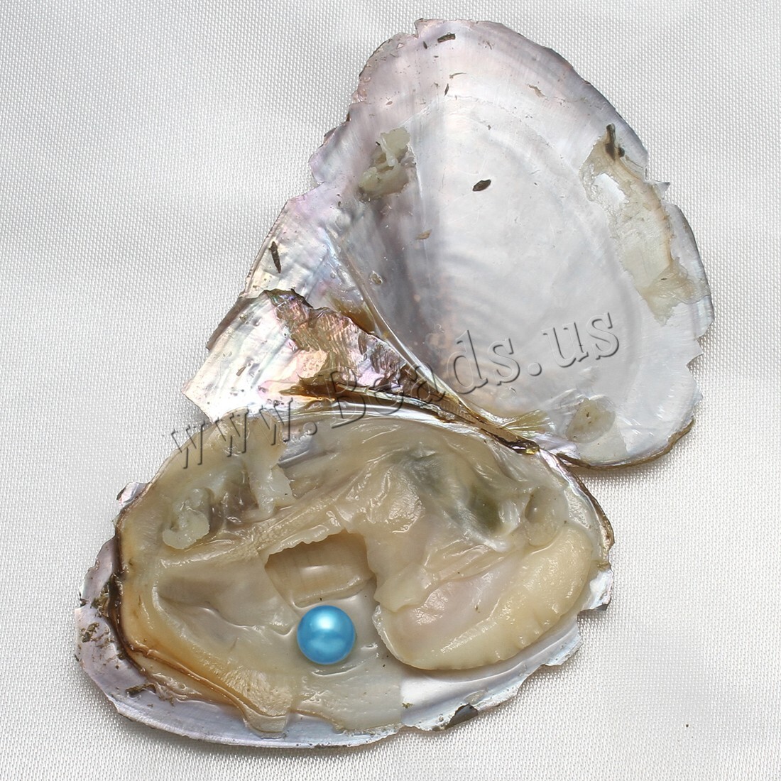 10x Bulk Natural Freshwater Akoya Pearl Oysters Real Pearls Bulk w/ Large Pearl