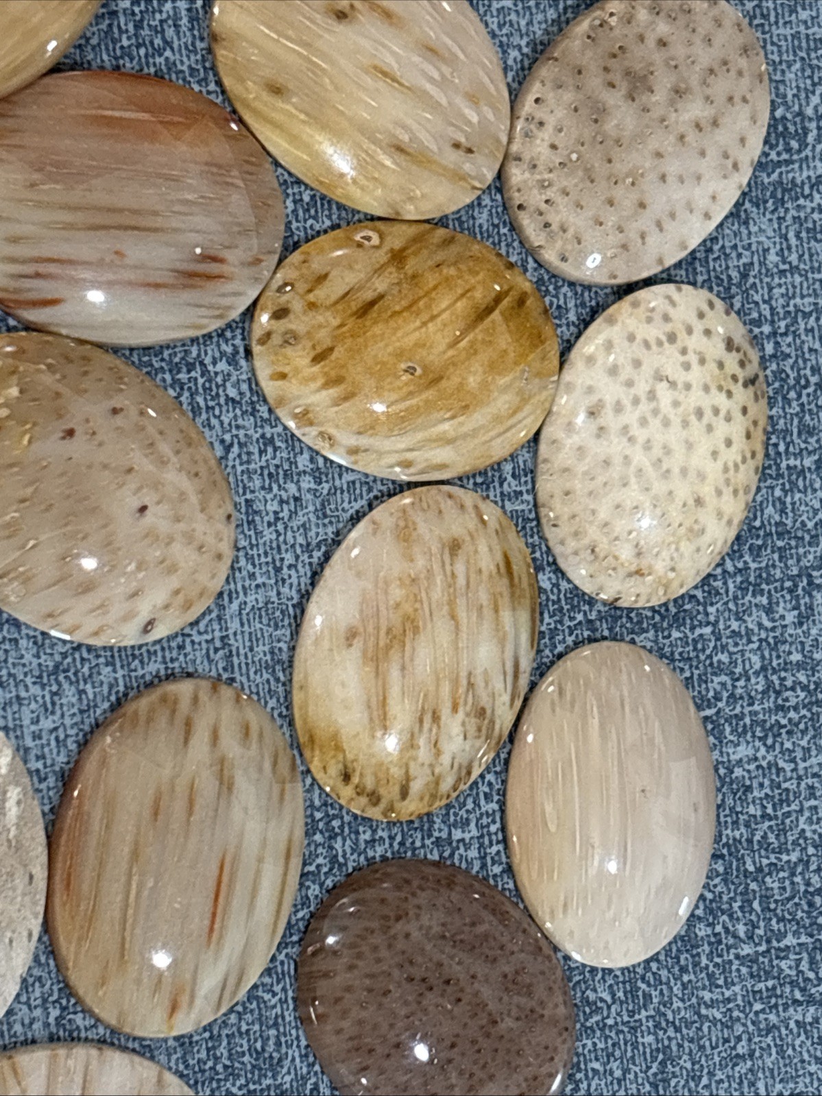 30mm x 40mm Petrified Palm Wood Cabochons, pkg of 2