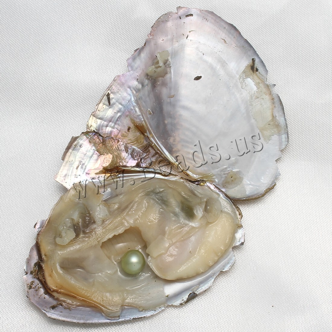 10x Bulk Natural Freshwater Akoya Pearl Oysters Real Pearls Bulk w/ Large Pearl