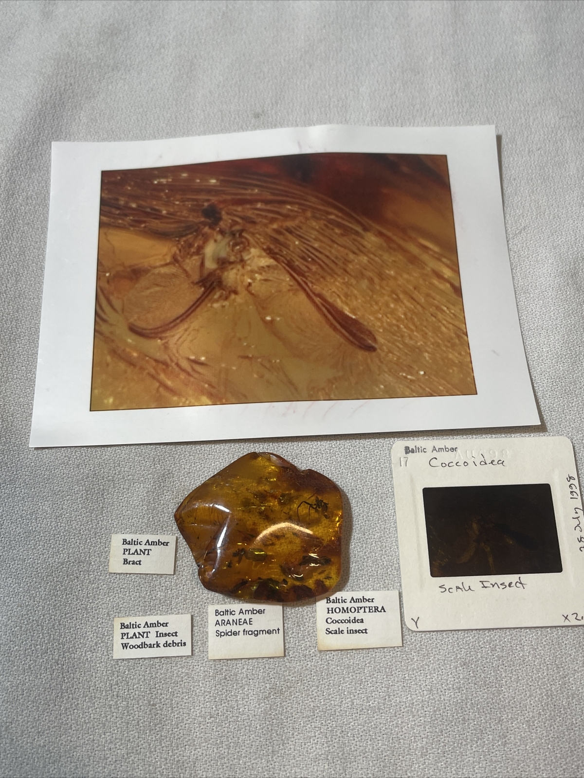 ANTIQUE BALTIC NATURAL AMBER STONE WITH GENUINE FOSSIL SOLD AS PICTURE