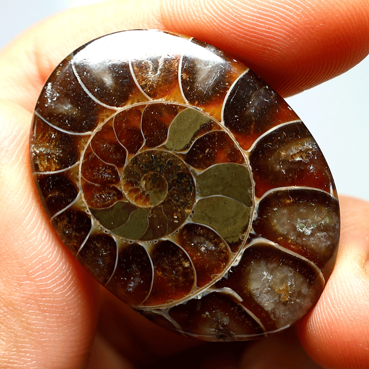 87 Cts Natural Ammonite Fossil High Grade 40mmx30mm Oval Cabochon Loose Gemstone