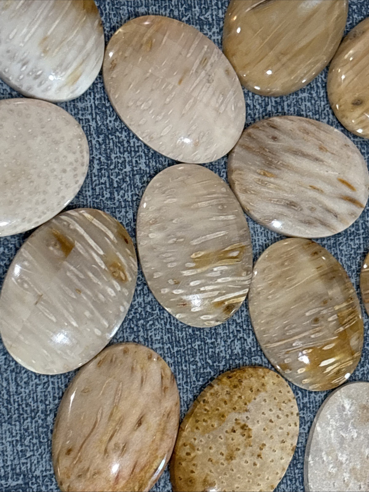 30mm x 40mm Petrified Palm Wood Cabochons, pkg of 2