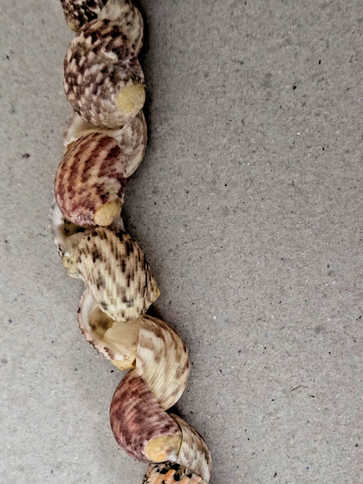 Unbranded – Handmade Natural Seashell Necklace – Snail Shells – 17 inches long