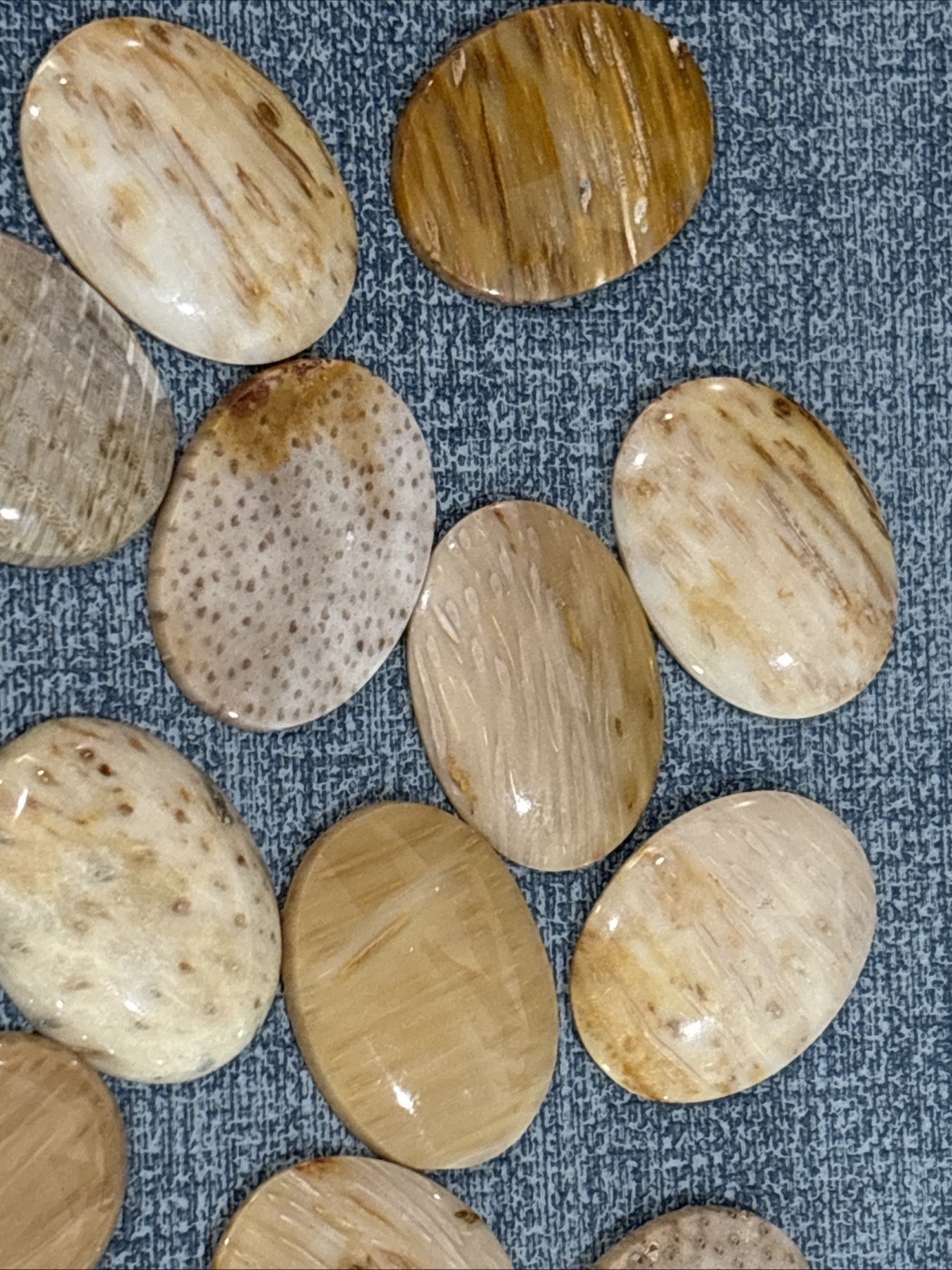 30mm x 40mm Petrified Palm Wood Cabochons, pkg of 2
