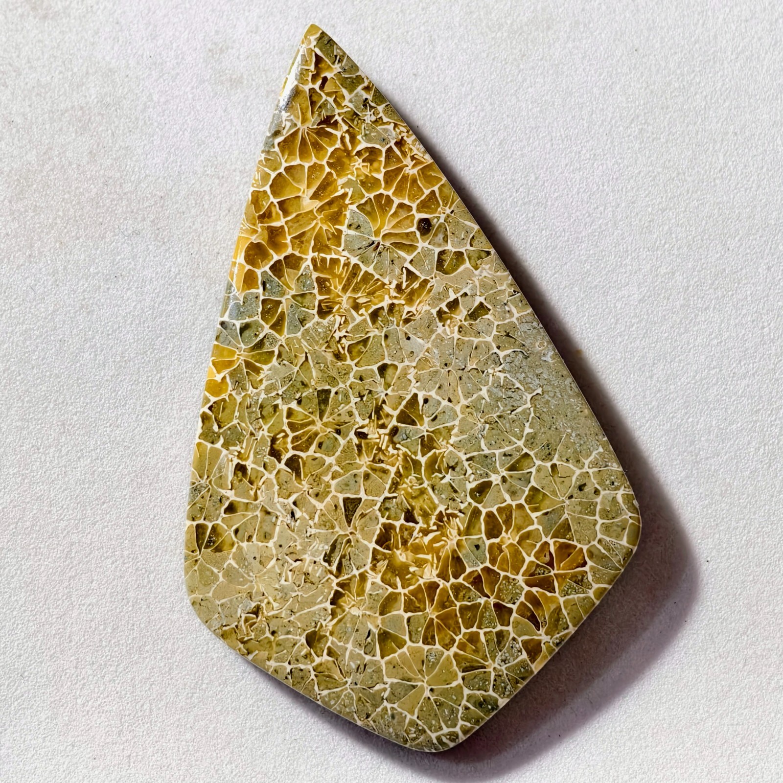 83 Cts Natural Fossilized Coral Cabochon Gemstone 53.9×33.5×6.5 MM