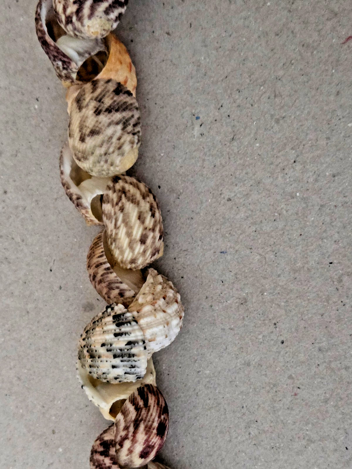 Unbranded – Handmade Natural Seashell Necklace – Snail Shells – 17 inches long