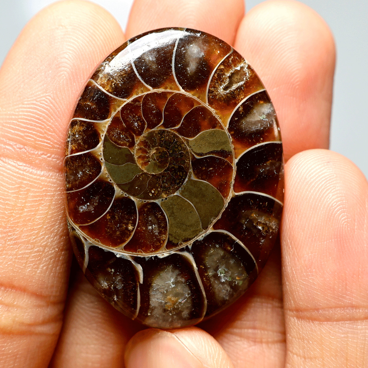 87 Cts Natural Ammonite Fossil High Grade 40mmx30mm Oval Cabochon Loose Gemstone