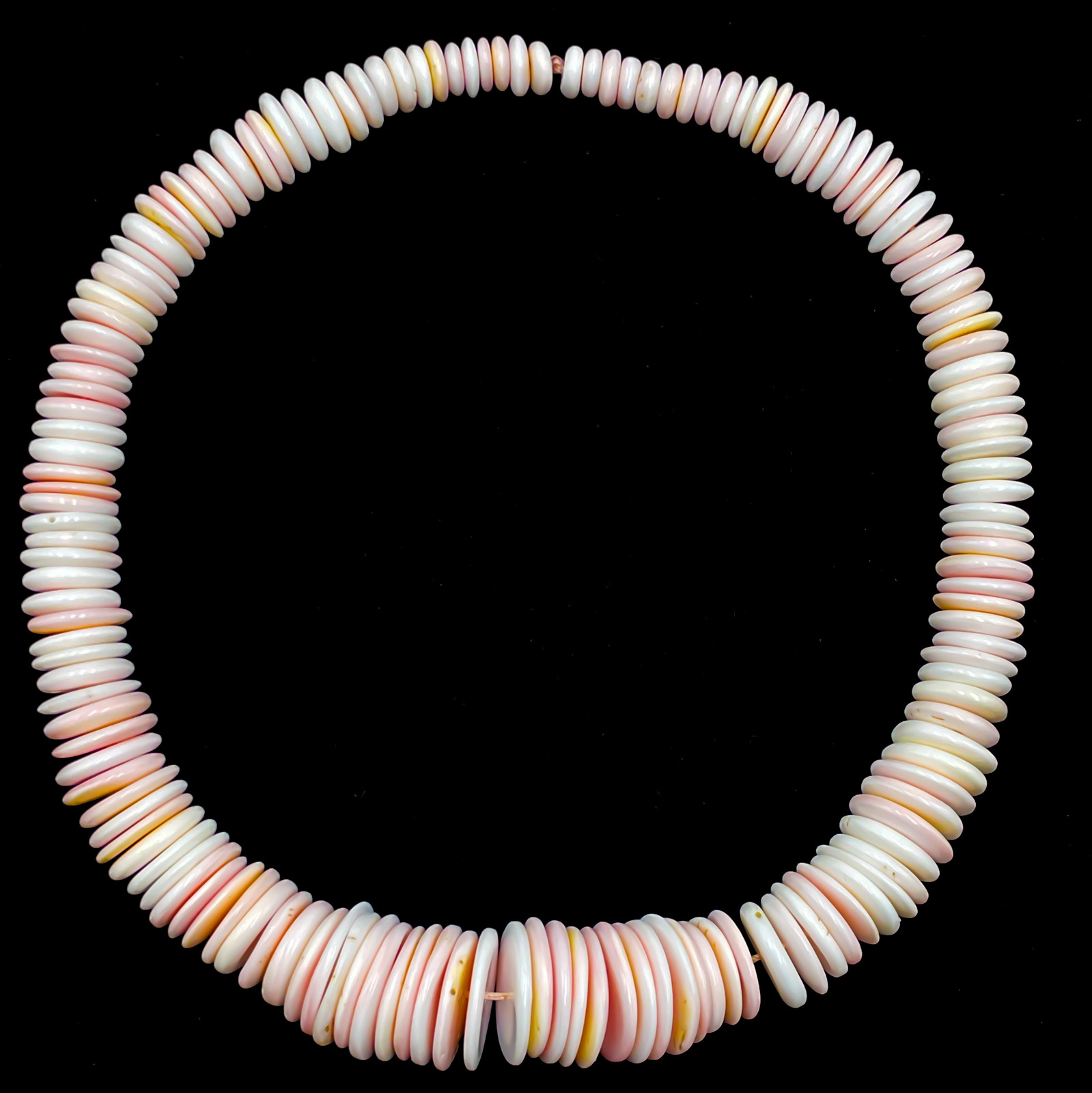 Pink Queen Conch Shell Graduated Rondelle Disc Beads Size 8mm to 20mm 15.5″ Strd
