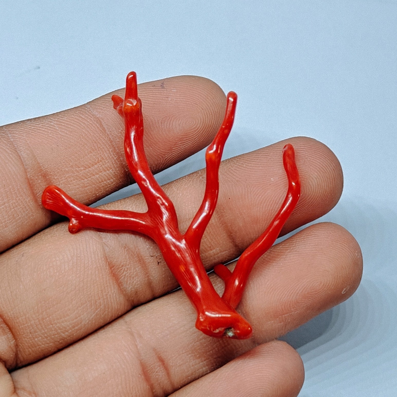 Italy Red Coral Polished Branch Loose Natural Gemstone Rough Mediterranean 18 Ct