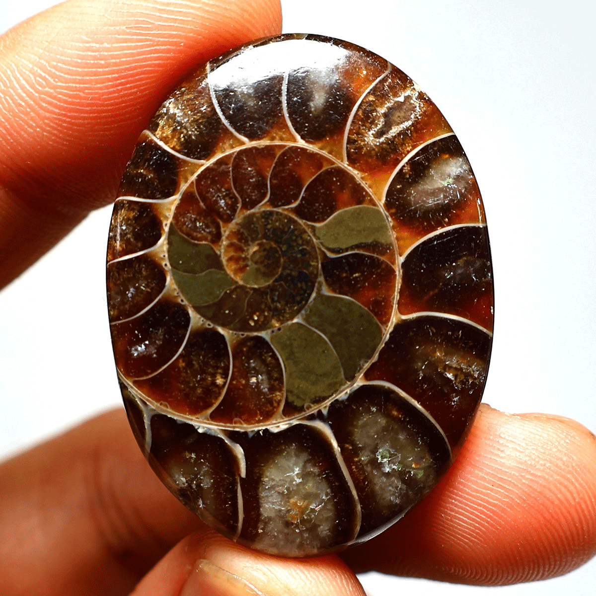 87 Cts Natural Ammonite Fossil High Grade 40mmx30mm Oval Cabochon Loose Gemstone