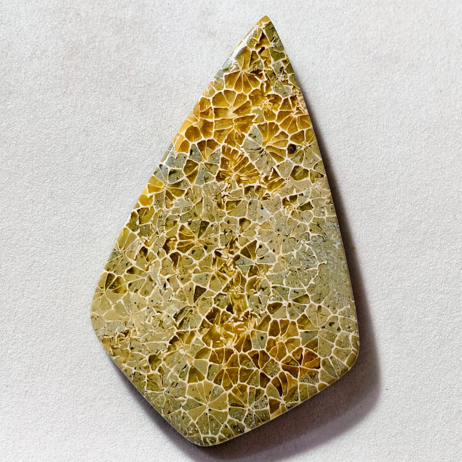 83 Cts Natural Fossilized Coral Cabochon Gemstone 53.9×33.5×6.5 MM