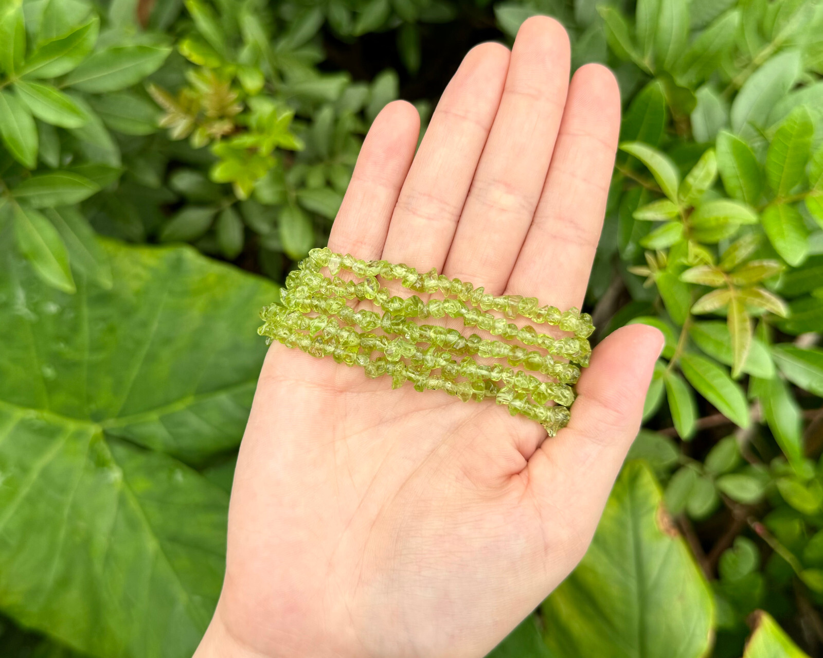 Peridot Chip Bracelet, Stretch: Raw Natural Peridot Crystals (US SELLER)