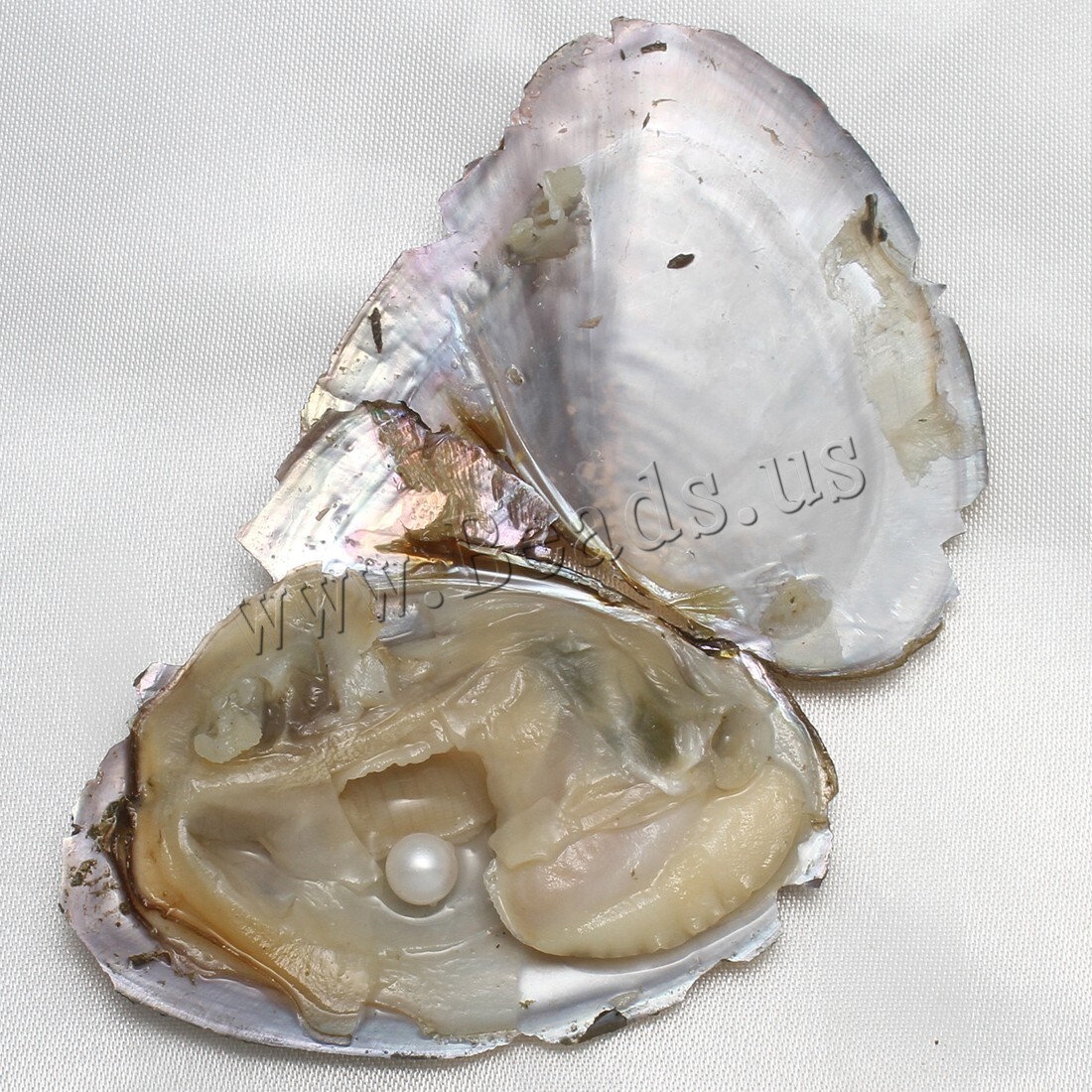 10x Bulk Natural Freshwater Akoya Pearl Oysters Real Pearls Bulk w/ Large Pearl