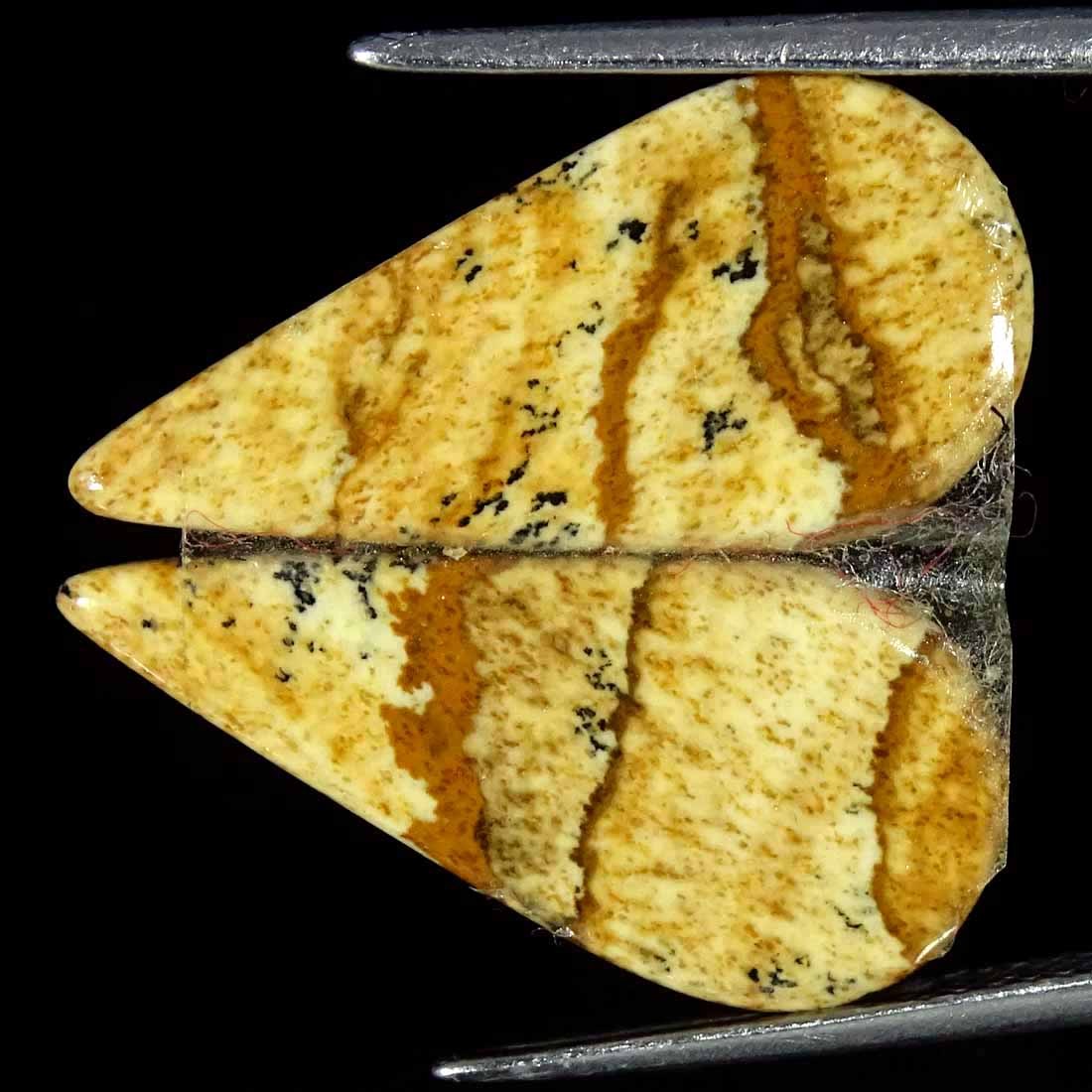 8.50Cts Natural Picture Jasper Cabochon Loose Gemstone Pair 10x21x2mm Pear
