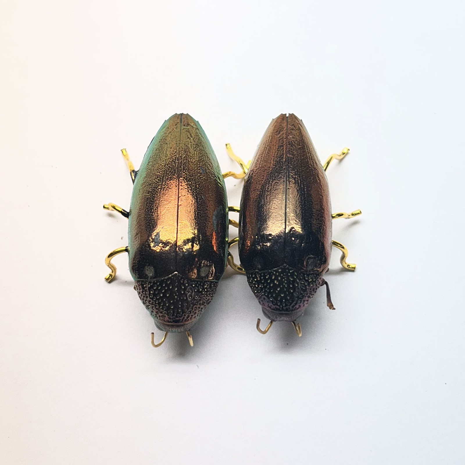 2 cs Red Brown Natural Beetle Pin Brooches Color as Picture