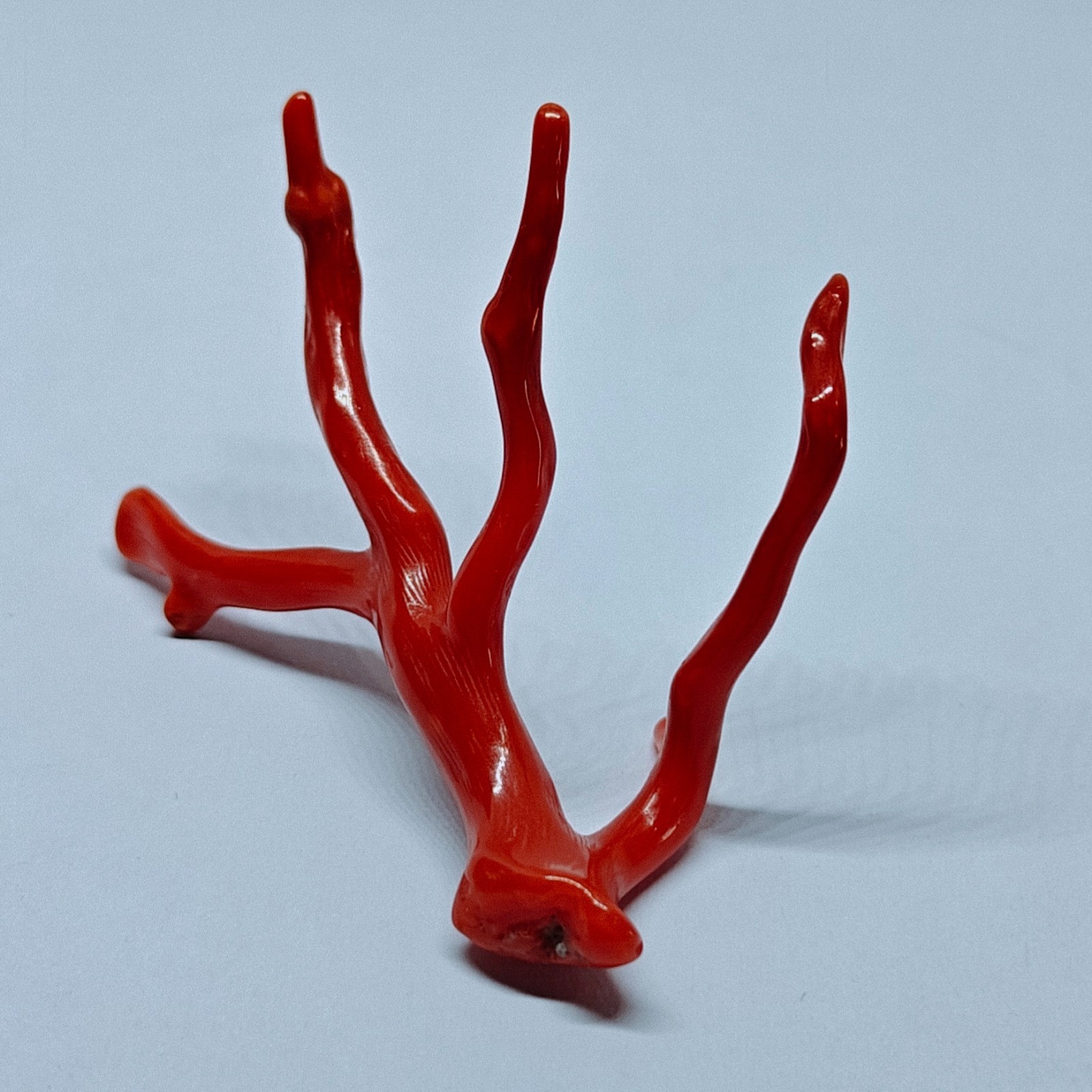 Italy Red Coral Polished Branch Loose Natural Gemstone Rough Mediterranean 18 Ct