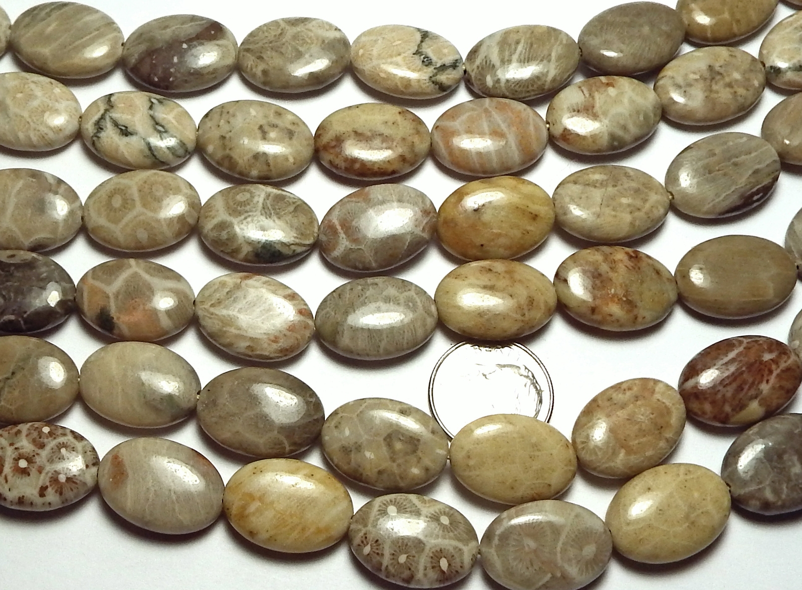 15″ Strand “Petoskey” FOSSIL CORAL 10x14mm Oval Beads NATURAL