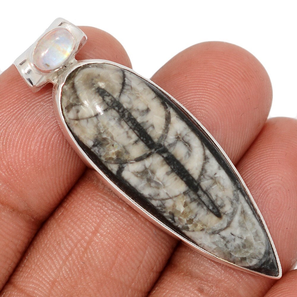 Natural Fossil Orthoceras – Morocco & Moonstone 925 Silver Pendant CP70488