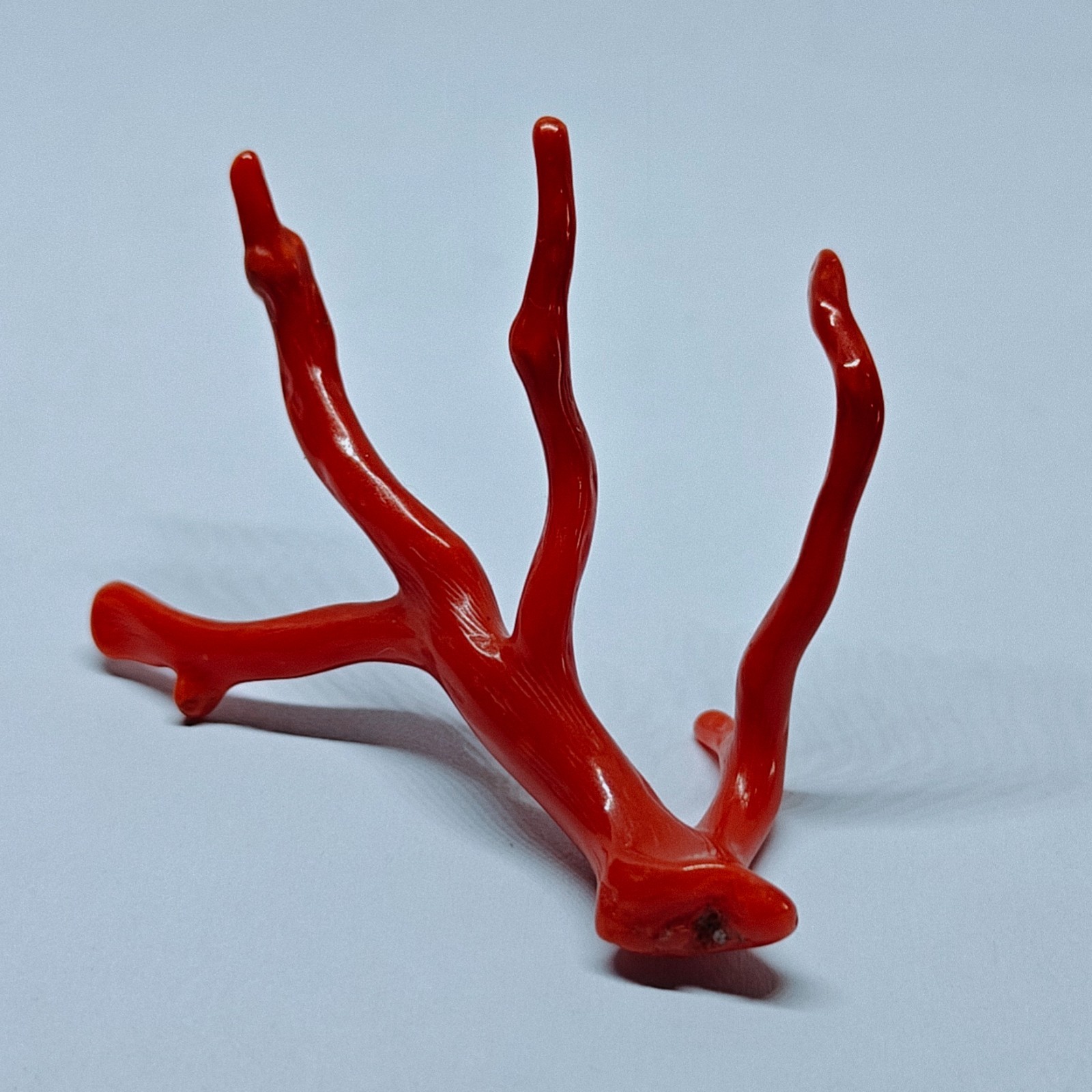 Italy Red Coral Polished Branch Loose Natural Gemstone Rough Mediterranean 18 Ct