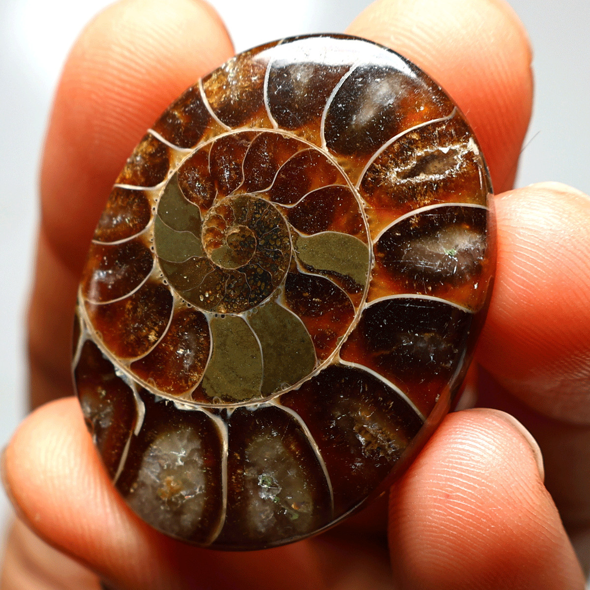 87 Cts Natural Ammonite Fossil High Grade 40mmx30mm Oval Cabochon Loose Gemstone
