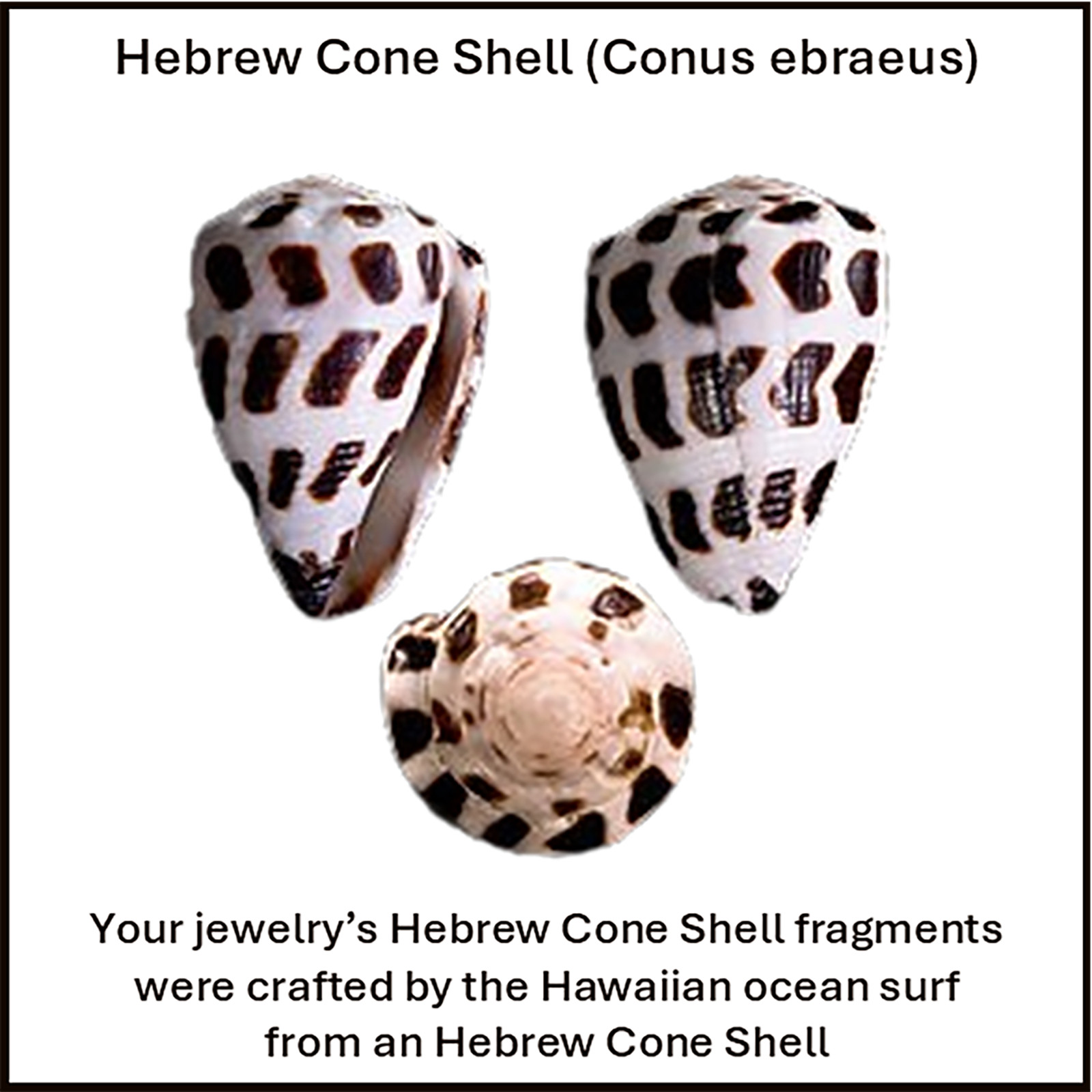 Sterling Silver Hawaiian Seashell Ring; & Pendants Vintage 70s