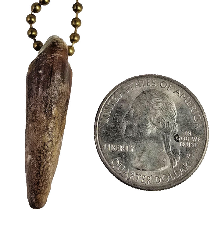 Alligator jewelry necklace 1″ to 2″ nails real gator toe necklace weird