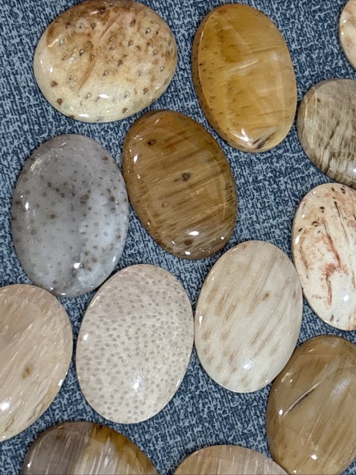 30mm x 40mm Petrified Palm Wood Cabochons, pkg of 2